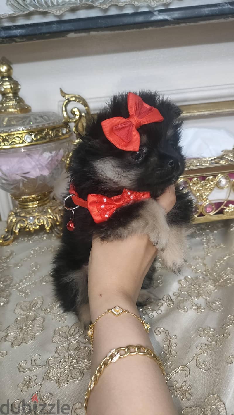 Pomeranian teacup 1