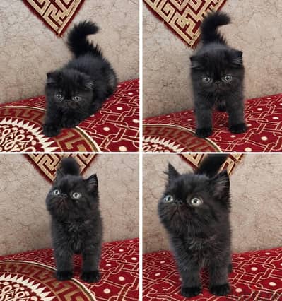 دكر ونتايه للبيع