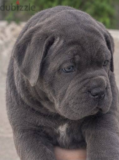  CANE CORSO PUPPIES AVAILABLE 