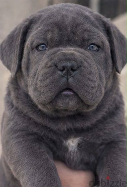  CANE CORSO PUPPIES AVAILABLE  1