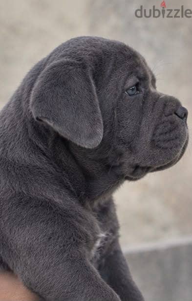  CANE CORSO PUPPIES AVAILABLE  2
