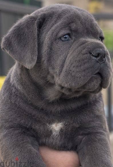  CANE CORSO PUPPIES AVAILABLE  3