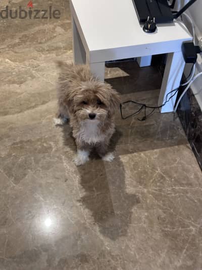 Female Mini multipoo
