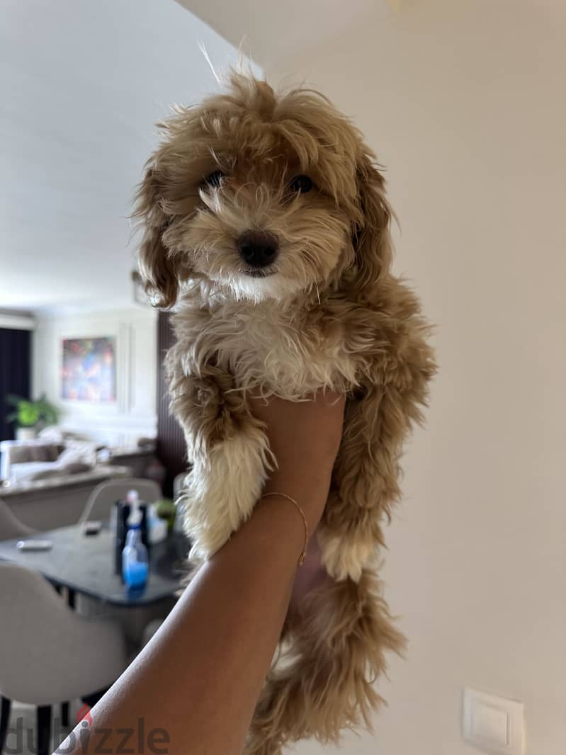 Female Mini multipoo 1