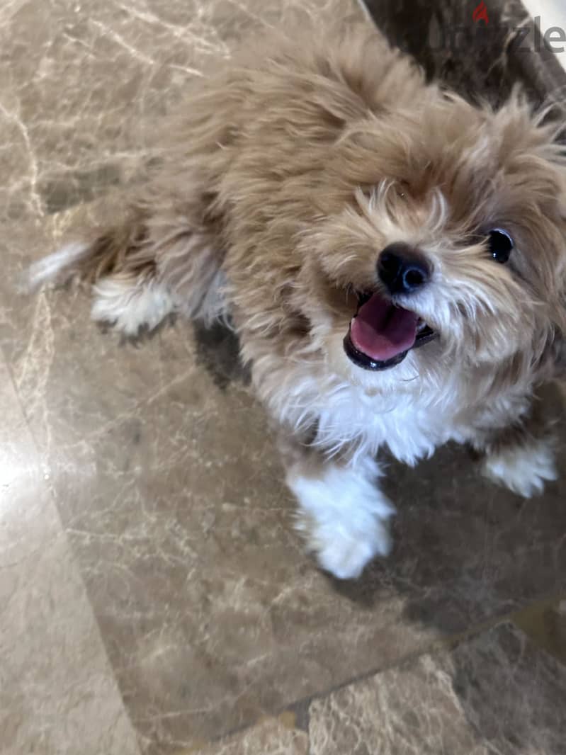 Female Mini multipoo 2