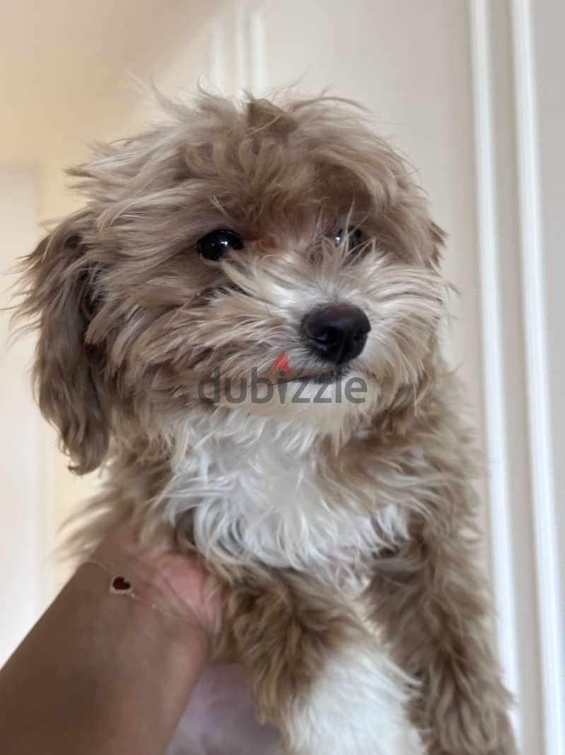 Female Mini multipoo 3