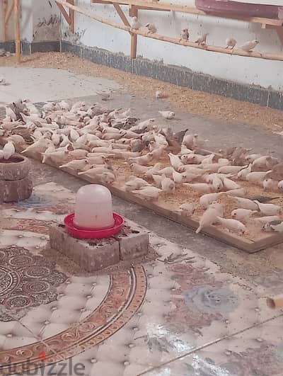 للتصفيه لعدم التفرغ مزرعه عصافير زيبرا