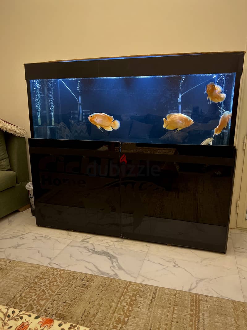 حوض سمك 11