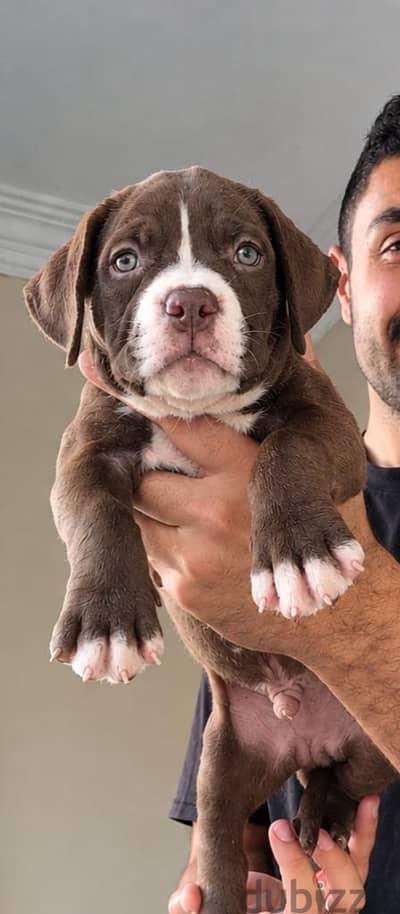 American bully xl