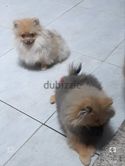 بومرانيان ٤ اشهر
