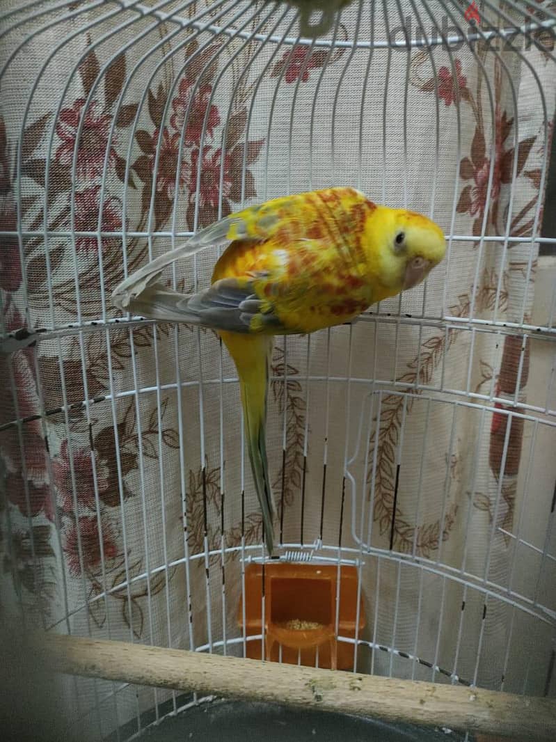 دكر ريدرام 4