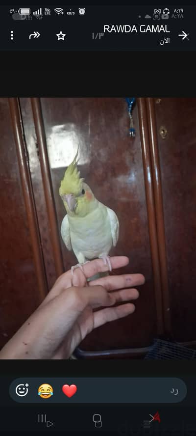 كوكتيل متكلم فرصه