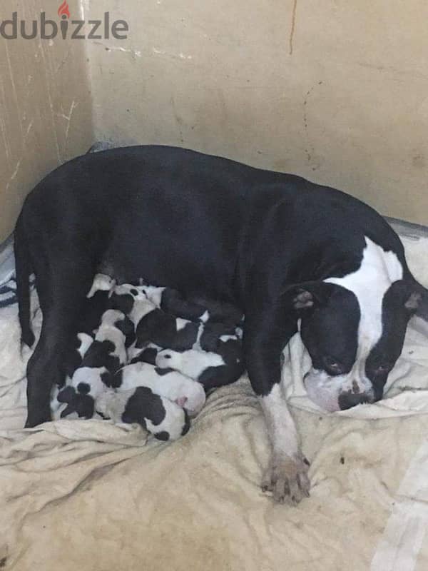 american bully 1