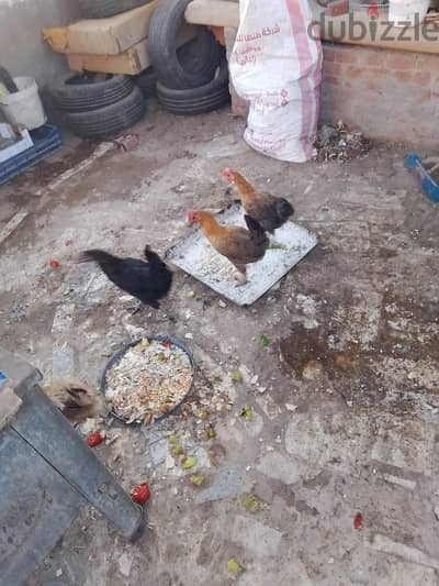 اربع فراخ بلدى