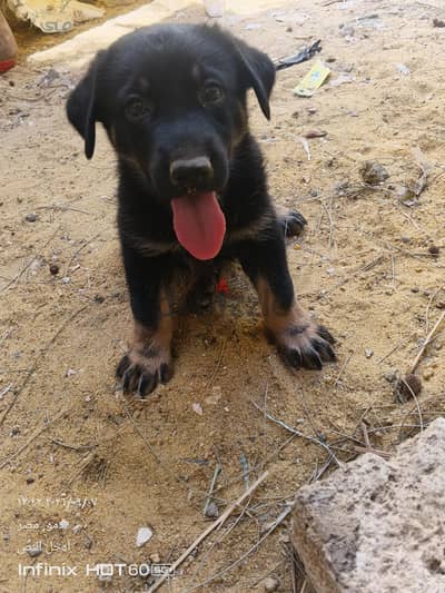 جراوي جيرمان (German Shepherd) 37يوم