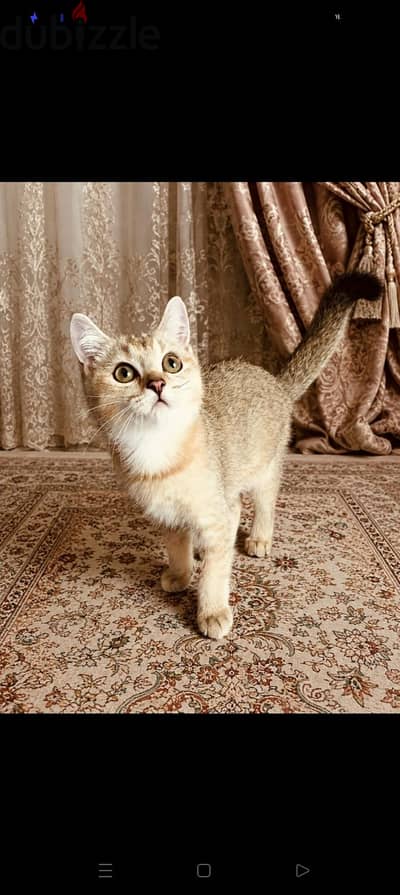 ثلاث قطط اسكوتش