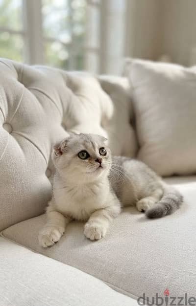 scottish fold NS11 male