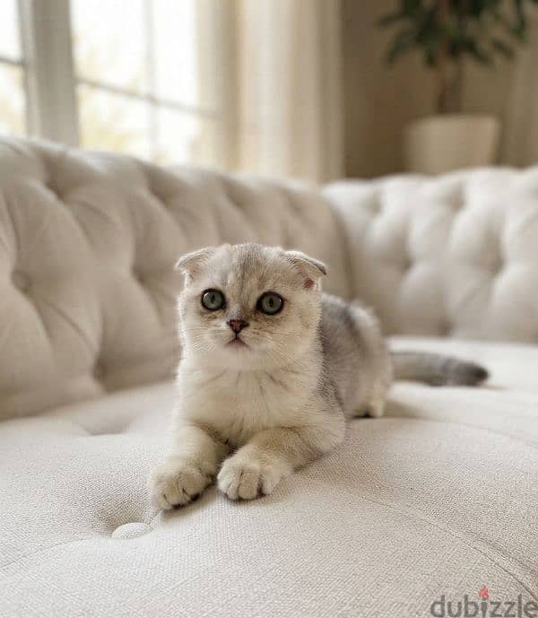 scottish fold NS11 male 1