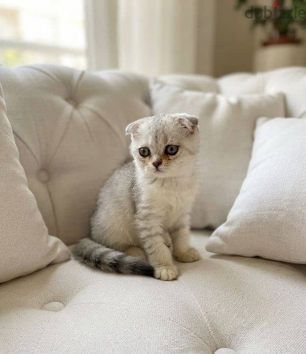 scottish fold NS11 male 2