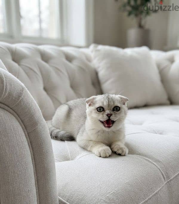scottish fold NS11 male 4