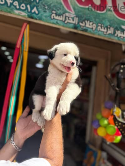 اسكندريه العوايد خورشيد 01279349031