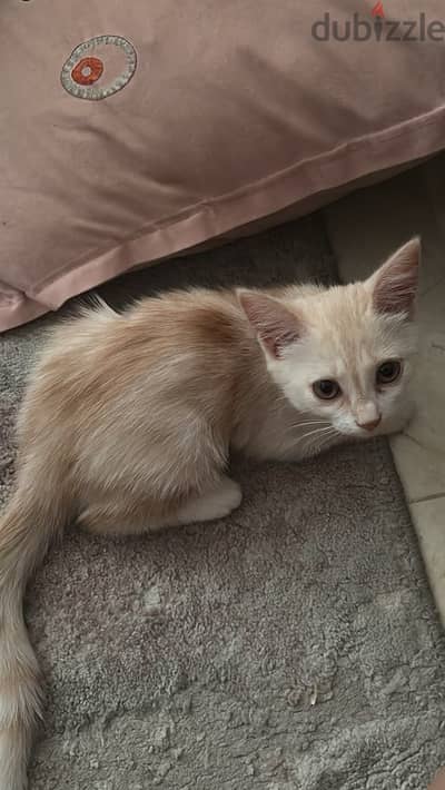 Cat for sale