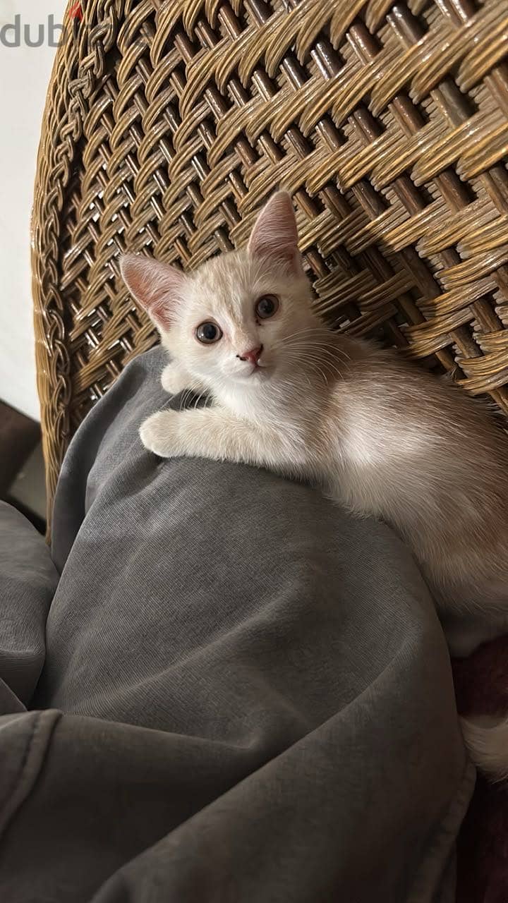Cat for sale 1