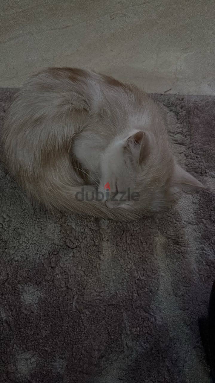 Cat for sale 2