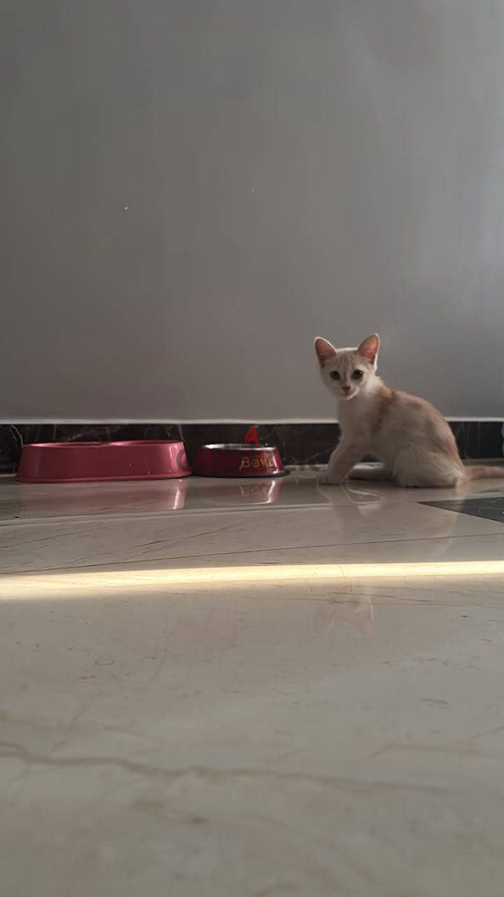 Cat for sale 3