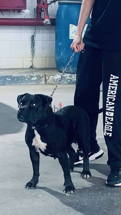 American bully