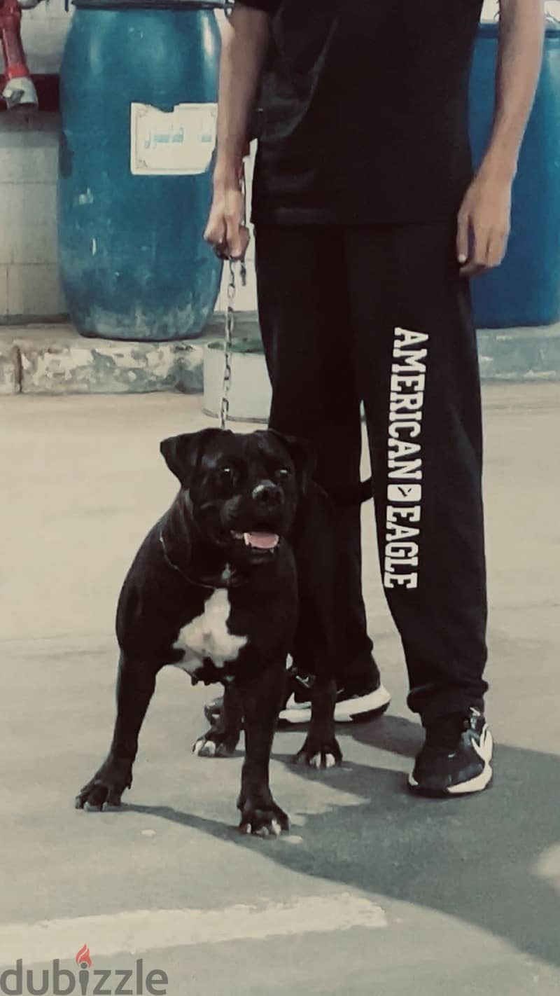 American bully 1