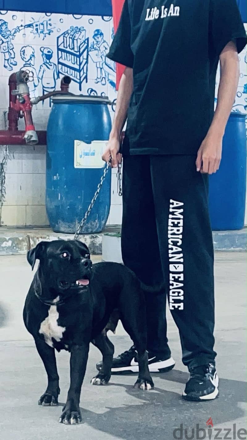 American bully 2