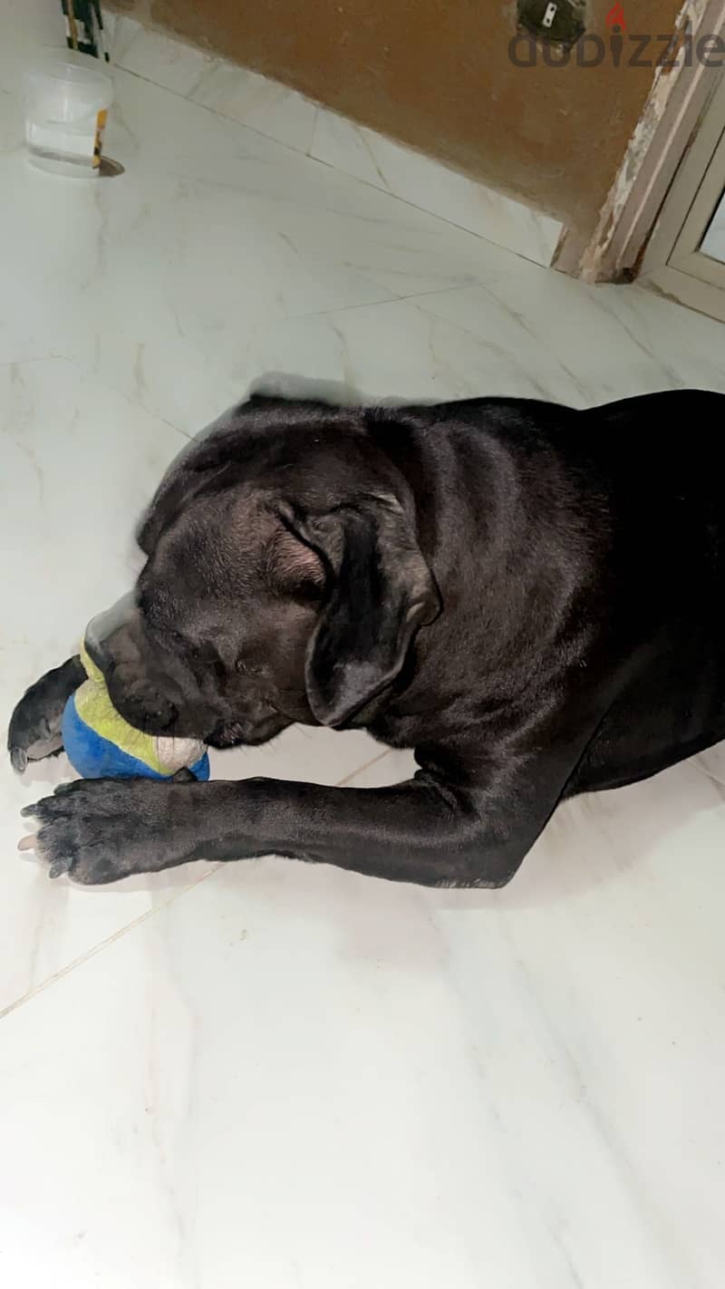 American bully 3