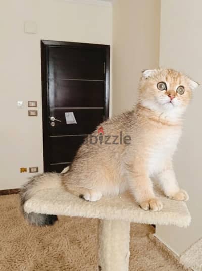 Scottish fold gold