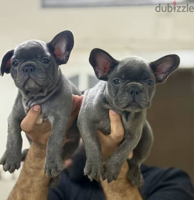 French bulldog puppies فرينش بولدوج