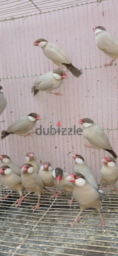 جاوفون