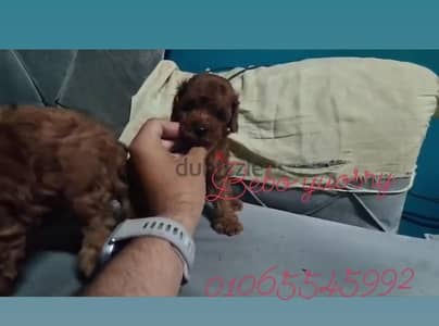Pomeranian  ((( Teacup ))  Available Now in Egypt بومرينيان  &  poodle