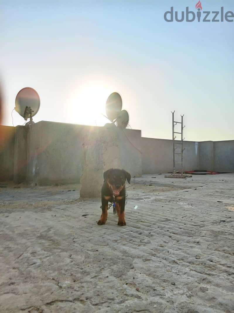 نتايه 3