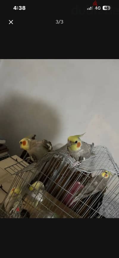 دكرين فون للبيع