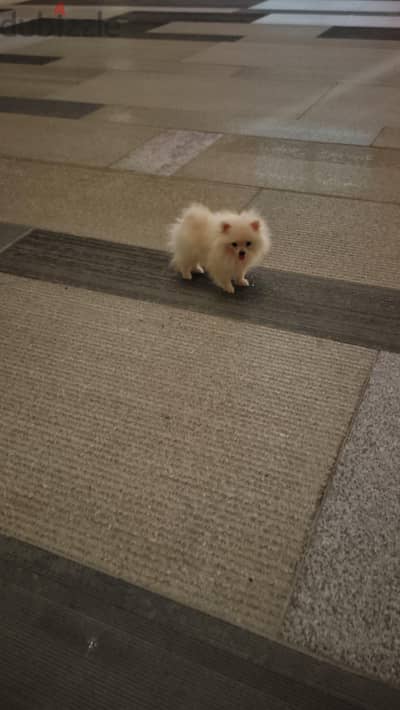 pomeranian بومرينيان