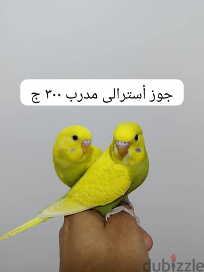 جوز أسترالى مدرب ٣٠٠ ج