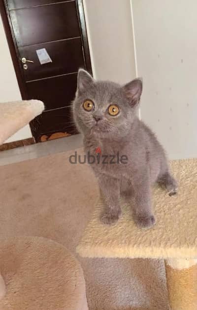 British pure kitty