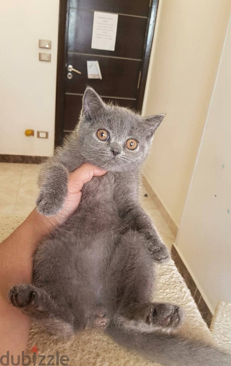 British pure kitty 1
