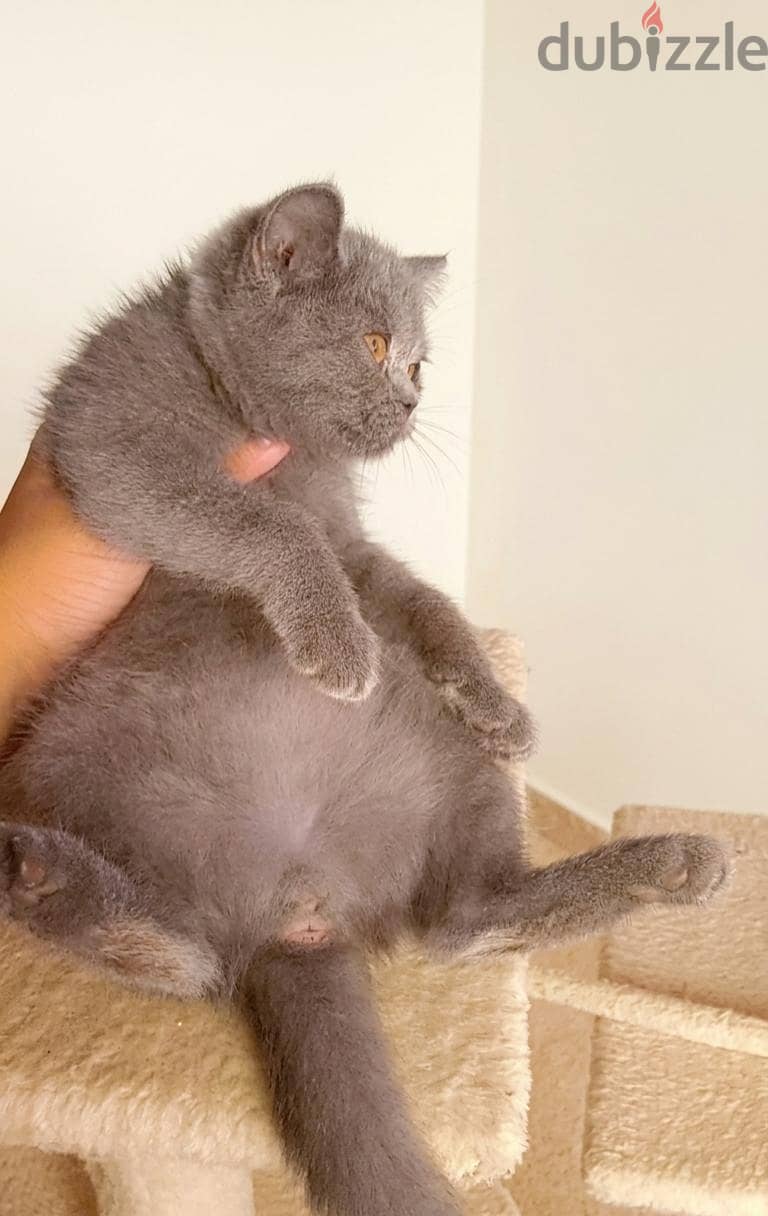 British pure kitty 2