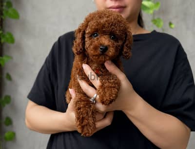 Home raised poodle puppies - ممنوع التجار