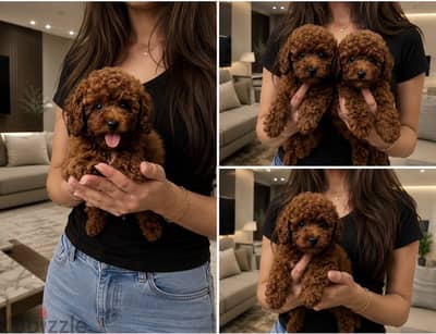 Home raised poodle pups - ممنوع التجار