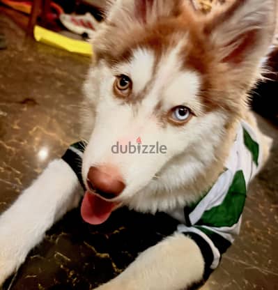 اونطجي هسكي - Husky