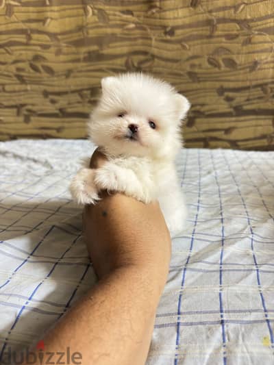 Pomeranian