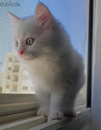 قط شيرازي للتبني