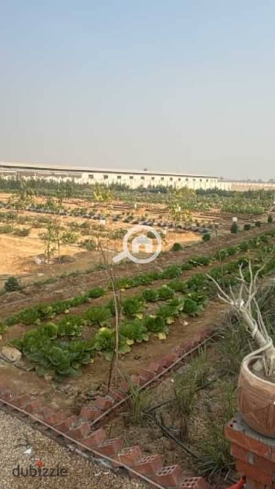 Feddan for sale in Ismailia